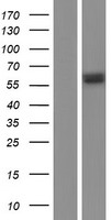 Glutathione Reductase (GSR) Human Over-expression Lysates NM_001195103