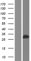 ls002947 gstm3 human over expression lysates nm 000849 wb testing 1
