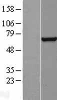 ls002962 tfiif gtf2f1 human over expression lysates nm 002096 wb testing 1