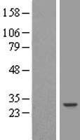 ls002963 tfiif gtf2f2 human over expression lysates nm 004128 wb testing 1