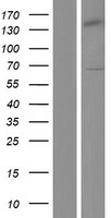ls002965 gtf2h1 human over expression lysates nm 005316 wb testing 2