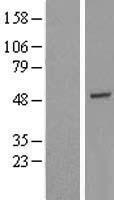 GTF2H4 Human Over-expression Lysates NM_001517