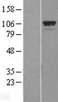 GTF3C2 Human Over-expression Lysates NM_001035521