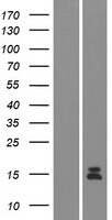 Guanylin (GUCA2A) Human Over-expression Lysates NM_033553