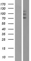 GUCY2F Human Over-expression Lysates NM_001522