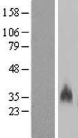 ls002994 gypb human over expression lysates nm 002100 wb testing 1