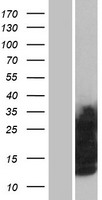 Glycophorin C (GYPC) Human Over-expression Lysates NM_002101