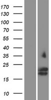 Glycophorin C (GYPC) Human Over-expression Lysates NM_016815