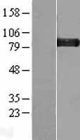Glycogen synthase 1 (GYS1) Human Over-expression Lysates NM_002103