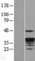 ls003004 granzyme m gzmm human over expression lysates nm 005317 wb testing 1
