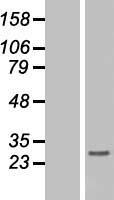 ls003007 histone h1