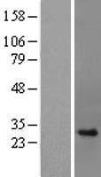 ls003008 histone h1