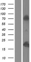 ls003012 h2ac8 human over expression lysates nm 021052 wb testing 1
