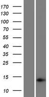 ls003013 h2ac7 human over expression lysates nm 021065 wb testing 1