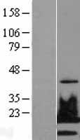 ls003014 histone h2a