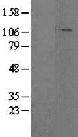 HADHA Human Over-expression Lysates NM_000182
