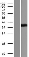 ls003033 hadhsc hadh human over expression lysates nm 001184705 wb testing 1