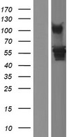 ls003035 hars1 human over expression lysates nm 002109 wb testing 1