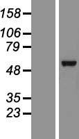 HAS3 Human Over-expression Lysates NM_005329