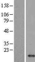 HBM Human Over-expression Lysates NM_001003938