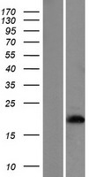 Hemoglobin subunit epsilon (HBE1) Human Over-expression Lysates NM_005330