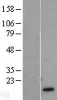 hemoglobin subunit gamma 1 (HBG1) Human Over-expression Lysates NM_000559
