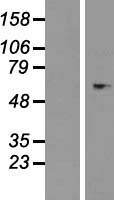 ls003053 heparin cofactor ii serpind1 human over expression lysates nm 000185 wb testing 1