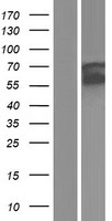 HCK Human Over-expression Lysates NM_001172132