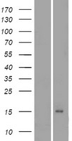 Orexin (HCRT) Human Over-expression Lysates NM_001524