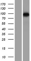 SMARCA6 (HELLS) Human Over-expression Lysates NM_018063