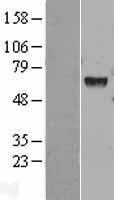 HEXA Human Over-expression Lysates NM_000520