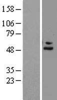 Factor H (CFH) Human Over-expression Lysates NM_001014975