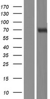 NRG1 Human Over-expression Lysates NM_001159995