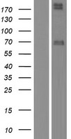 NRG1 Human Over-expression Lysates NM_001160001