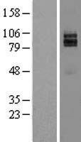 ls003084 nrg1 human over expression lysates nm 013956 wb testing 3