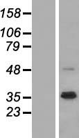 ls003084 nrg1 human over expression lysates nm 013958 wb testing 6