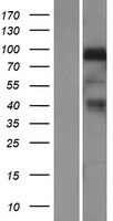 ls003084 nrg1 human over expression lysates nm 013964 wb testing 2