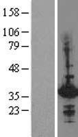 ls003087 hex hhex human over expression lysates nm 002729 wb testing 1