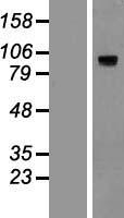 HIF-1 alpha (HIF1A) Human Over-expression Lysates NM_001530