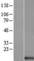 HINT1 Human Over-expression Lysates NM_005340