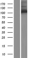 ls003098 hexokinase 1 hk1 human over expression lysates nm 033498 wb testing 2