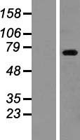 ls003104 zbtb48 human over expression lysates nm 005341 wb testing 1