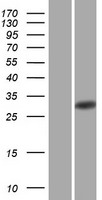 ls003120 hla dqb2 human over expression lysates nm 182549 wb testing 1