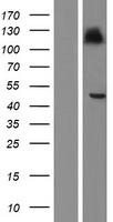 HLAF (HLA-F) Human Over-expression Lysates NM_001098479