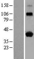 HLAG (HLA-G) Human Over-expression Lysates NM_002127