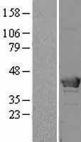 ls003145 hmbs human over expression lysates nm 000190 wb testing 1