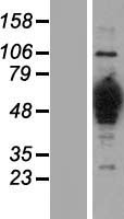 ls003157 hmgcs1 human over expression lysates nm 001098272 wb testing 1