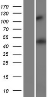 HMGCS2 Human Over-expression Lysates NM_001166107