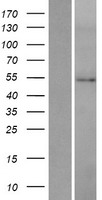 HMGCS2 Human Over-expression Lysates NM_005518