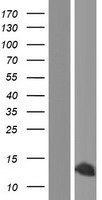 ls003159 hmga1 human over expression lysates nm 145903 wb testing 7